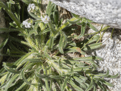 Cryptantha intermedia