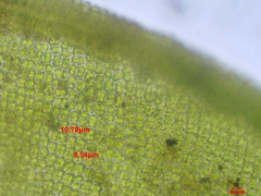 Dialytrichia mucronata