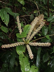 Sciodaphyllum