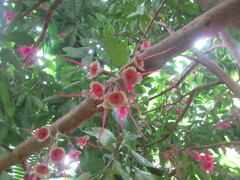 Syzygium malaccense