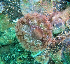 Telmatactis panamensis