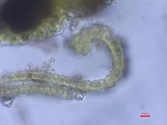 Dialytrichia mucronata