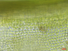 Tortella squarrosa