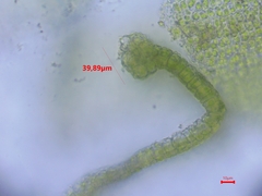 Dialytrichia mucronata