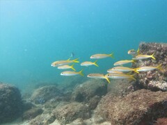 Mulloidichthys dentatus