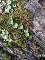 Tortella squarrosa