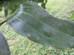 Cinnamomum burmanni