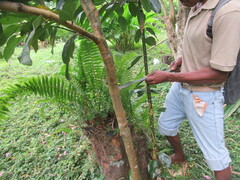 Cinnamomum burmanni