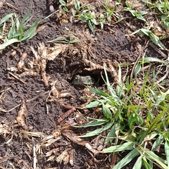 Rhinella dorbignyi
