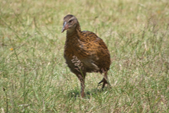 Gallirallus australis