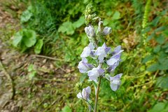 Linaria repens