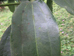 Cinnamomum burmanni