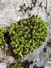 Ulota