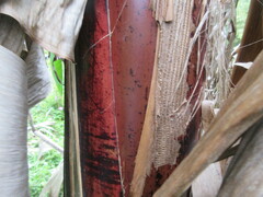 Musa