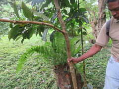 Cinnamomum burmanni
