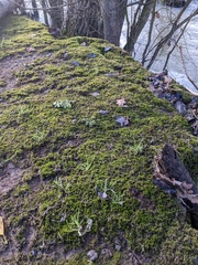 Dialytrichia mucronata