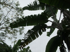 Musa