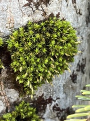 Ulota