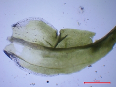 Tortella squarrosa