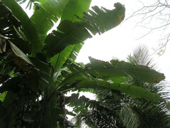 Musa