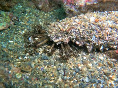 Holothuria inornata