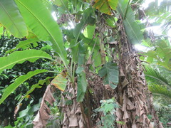Musa
