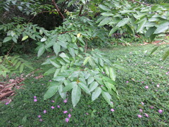 Averrhoa carambola