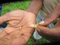 Averrhoa carambola