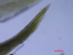 Tortella squarrosa