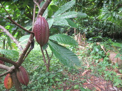 Theobroma cacao