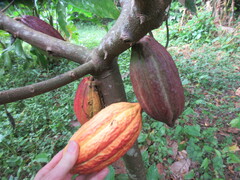 Theobroma cacao