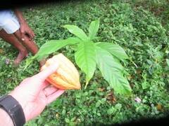 Theobroma cacao