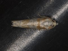 Retinia sabiniana