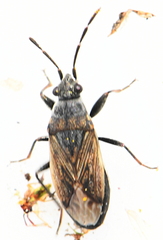Peritrechus