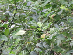 Psidium cattleyanum