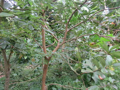 Psidium cattleyanum