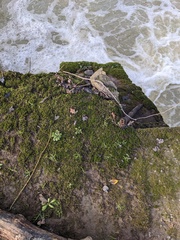 Dialytrichia mucronata