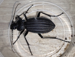 Carabus septemcarinatus