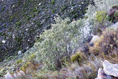 Tarchonanthus littoralis