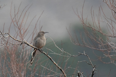 Toxostoma crissale