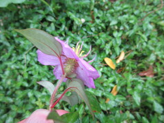Heterotis rotundifolia