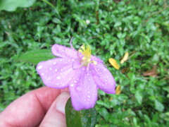 Heterotis rotundifolia