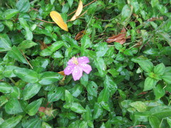 Heterotis rotundifolia