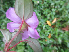 Heterotis rotundifolia