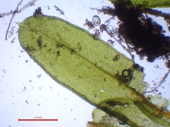 Dialytrichia mucronata