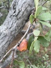 Andricus quercuscalifornicus