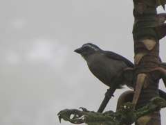 Saltator similis
