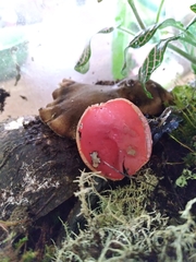 Sarcoscypha austriaca