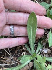 Amblyolepis setigera