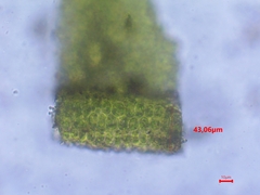 Dialytrichia mucronata